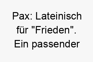 pax lateinisch fuer frieden ein passender name fuer einen sanften friedlichen hund 24328