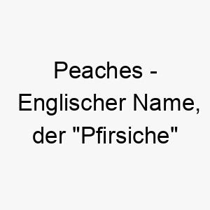 peaches englischer name der pfirsiche bedeutet 7689 1