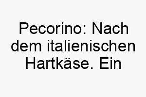 pecorino nach dem italienischen hartkaese ein guter name fuer einen starken und robusten hund 24502