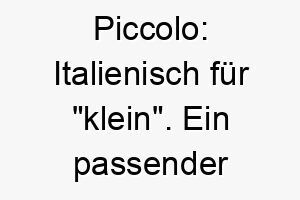 piccolo italienisch fuer klein ein passender name fuer einen kleinen hund 24420