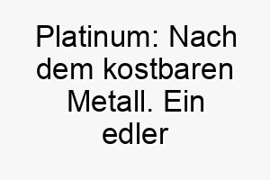 platinum nach dem kostbaren metall ein edler name fuer einen wertvollen hund 24785