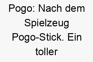 pogo nach dem spielzeug pogo stick ein toller name fuer einen aktiven und springfreudigen hund 24717