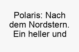 polaris nach dem nordstern ein heller und leuchtender name fuer einen hund 24465