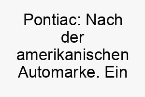 pontiac nach der amerikanischen automarke ein cooler name fuer einen hund der gerne faehrt 24740