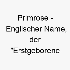 primrose englischer name der erstgeborene rose bedeutet 7702