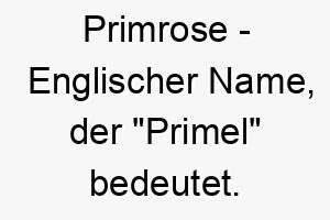 primrose englischer name der primel bedeutet 7808