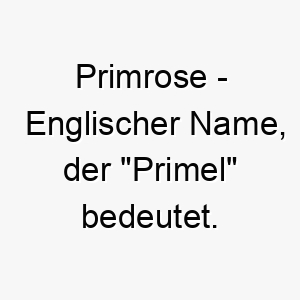 primrose englischer name der primel bedeutet 7808