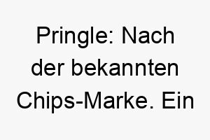 pringle nach der bekannten chips marke ein lustiger und ungewoehnlicher name fuer einen hund 24430