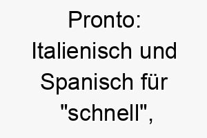 pronto italienisch und spanisch fuer schnell passend fuer einen schnellen oder agilen hund 24414