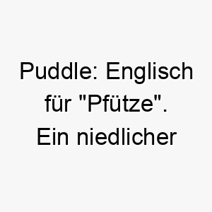 puddle englisch fuer pfuetze ein niedlicher name fuer einen kleinen oder mittelgrossen hund 24441