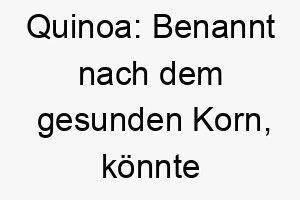 quinoa benannt nach dem gesunden korn koennte dies eine lustige und ungewoehnliche wahl fuer einen hund sein 25123