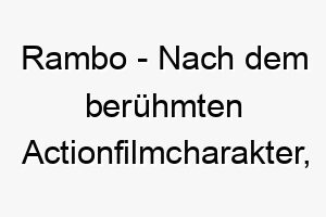 rambo nach dem beruehmten actionfilmcharakter ideal fuer einen starken mutigen hund 25716