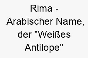 rima arabischer name der weisses antilope bedeutet 8580