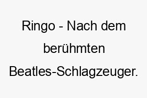 ringo nach dem beruehmten beatles schlagzeuger ein passender name fuer musikliebhaber oder einen hund mit einem starken beat in seinem herzen 25462