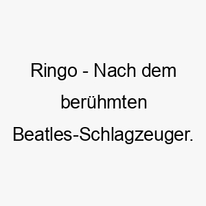 ringo nach dem beruehmten beatles schlagzeuger ein passender name fuer musikliebhaber oder einen hund mit einem starken beat in seinem herzen 25462