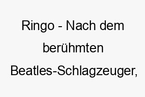 ringo nach dem beruehmten beatles schlagzeuger ideal fuer musikliebhaber oder einen hund mit einem stetigen beat 25706