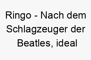 ringo nach dem schlagzeuger der beatles ideal fuer musikliebhaber oder einen hund der gerne laerm macht 25411