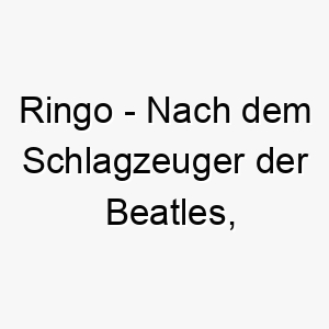 ringo nach dem schlagzeuger der beatles koennte dies fuer einen hund mit einer musikalischen persoenlichkeit passen 25496