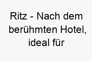 ritz nach dem beruehmten hotel ideal fuer einen schicken oder eleganten hund 25428