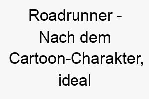 roadrunner nach dem cartoon charakter ideal fuer einen schnellen oder energischen hund 25430