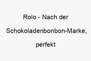 rolo nach der schokoladenbonbon marke perfekt fuer einen suessen und liebenswerten hund 25734