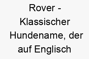 rover klassischer hundename der auf englisch wanderer bedeutet geeignet fuer einen abenteuerlustigen hund 25461