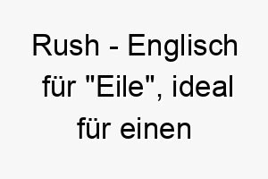 rush englisch fuer eile ideal fuer einen schnellen energischen hund 25718