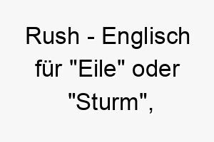 rush englisch fuer eile oder sturm geeignet fuer einen energiegeladenen aktiven hund 25419