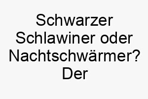 schwarzer schlawiner oder nachtschwaermer der name nox fuer deinen dunklen vierbeiner 23103