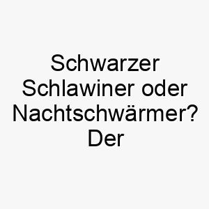 schwarzer schlawiner oder nachtschwaermer der name nox fuer deinen dunklen vierbeiner 23103