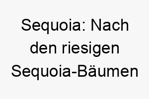 sequoia nach den riesigen sequoia baeumen benannt ein passender name fuer einen grossen oder majestaetischen hund 25910