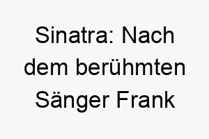 sinatra nach dem beruehmten saenger frank sinatra benannt ein guter name fuer musikliebhaber 26048