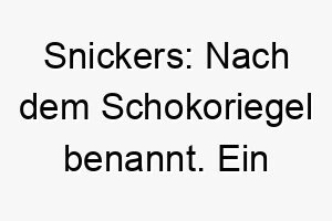 snickers nach dem schokoriegel benannt ein suesser name fuer einen hund der braun und weiss ist wie die farben in einem snickers riegel 26088