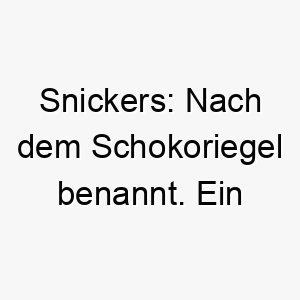 snickers nach dem schokoriegel benannt ein suesser name fuer einen hund der braun und weiss ist wie die farben in einem snickers riegel 26088