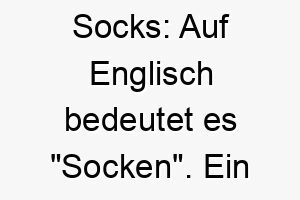 socks auf englisch bedeutet es socken ein suesser name fuer einen hund mit socken aehnlichen markierungen 25875