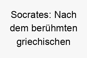 socrates nach dem beruehmten griechischen philosophen benannt koennte fuer einen weisen oder nachdenklichen hund passen 25899