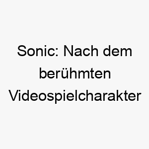 sonic nach dem beruehmten videospielcharakter sonic the hedgehog benannt ideal fuer einen sehr schnellen oder energiegeladenen hund 25904