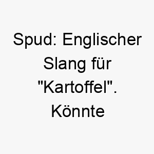 spud englischer slang fuer kartoffel koennte fuer einen kuscheligen molligen hund passen 25888