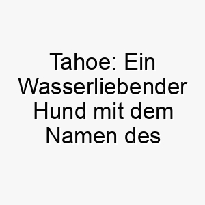 tahoe ein wasserliebender hund mit dem namen des zauberhaften lake tahoe 26241