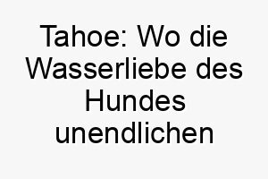 tahoe wo die wasserliebe des hundes unendlichen raum findet 26502