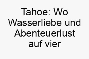 tahoe wo wasserliebe und abenteuerlust auf vier pfoten treffen 26246