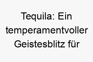 tequila ein temperamentvoller geistesblitz fuer deinen lebendigen vierbeiner 26475