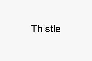 thistle 9371 1