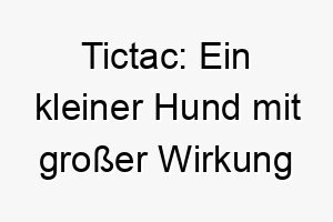 tictac ein kleiner hund mit grosser wirkung 26464