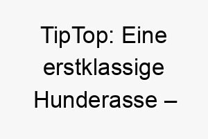 tiptop eine erstklassige hunderasse englische eleganz in perfektion 26436