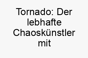 tornado der lebhafte chaoskuenstler mit energetischer hundekraft 26230