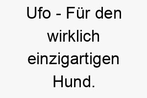 ufo fuer den wirklich einzigartigen hund 26862