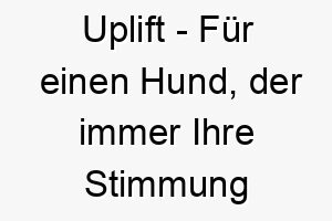 uplift fuer einen hund der immer ihre stimmung hebt 26819