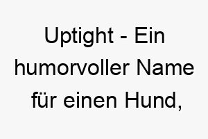 uptight ein humorvoller name fuer einen hund der sich leicht aufregt oder gestresst ist 26816