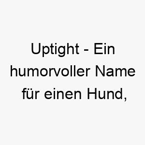 uptight ein humorvoller name fuer einen hund der sich leicht aufregt oder gestresst ist 26816